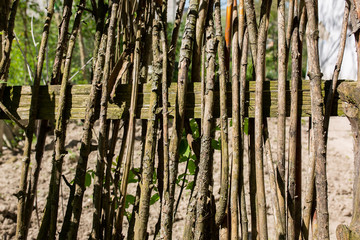 Thin tree branches with green leaves outdoors in the yard. Rustic ecological fence background.