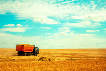 Obraz premium truck with grain on a wheat field
