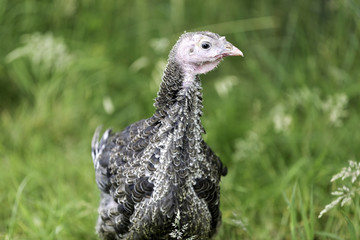 Junge Bronzepute auf grüner Wiese in Freilandhaltung