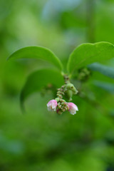 Coralberry flowers