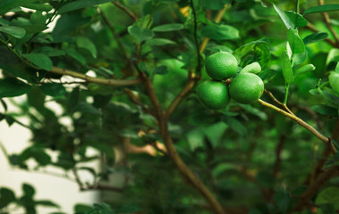 Green limes on a tree. Lime is Species same type citrus fruit and Lemon, containing Citric Acid (AHA : Alpha Hydroxy Acids) juice. Limes are excellent source of vitamin C.