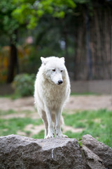 White Polar Wolf in Zoo of Berlin