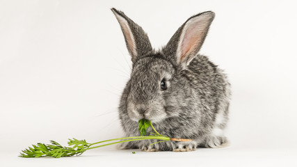 Grey little rabbit bites a carrot on a white background