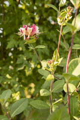 Obraz na płótnie Canvas Lonicera - Honeysuckle flower outdoors in nature.