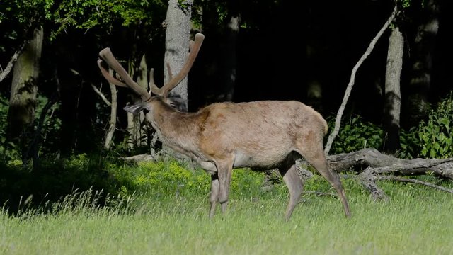 Red deer in The Pasture