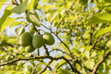 Green plums on a branch.