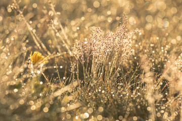 Sunrise light in the grass. Morning dew on grass and flowers