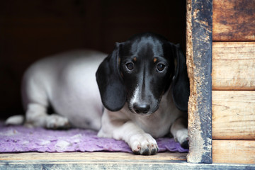 Dachshund Dog Summer Garden