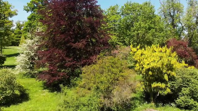 Aerial orbiting shot around colorful trees on  bright summers day