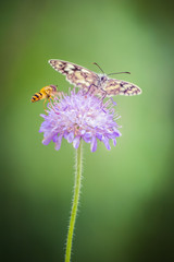 Colorful butterfly and a fly on a purple wildflower