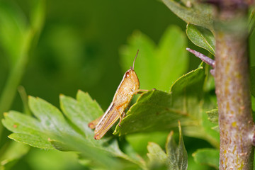 Brown grasshopper in its natural environment, field with morning dew, Danubian wetland, Slovakia, Europe