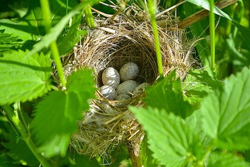 nest with eggs of a small bird in green grass and nettles