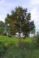 Obraz premium Молодая сосна на склоне