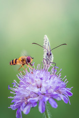 Black and white butterfly and a fly on a purple wildflower