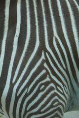 Fototapeta na wymiar zebra stripes