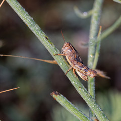 Brown grasshopper in its natural environment, field with morning dew, Danubian wetland, Slovakia, Europe
