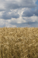 Fototapeta premium yellow wheat field in summer time