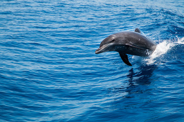 Fototapeta premium Bottlenose Dolphin (Tursiops truncatus) breaching the water, riding a wave.