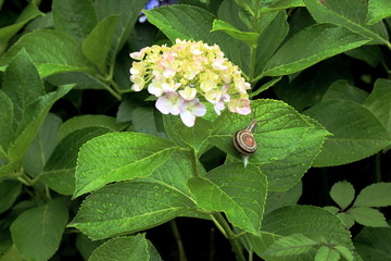 あじさいとかたつむり