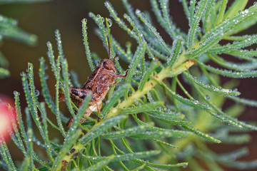 Brown grasshopper in its natural environment, field with morning dew, Danubian wetland, Slovakia, Europe