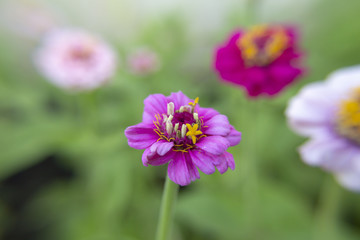 Obraz premium zinnia, zinnias, flowers, close up, macro flowers, spring, summer, bloom