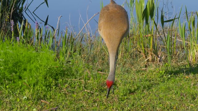 Sandhill Crane looking for food. Sandhill Crane (Grus canadensis) - Florida. Adult Sandhill Crane (Grus canadensis) is standing at the edge of the lake. 4K.