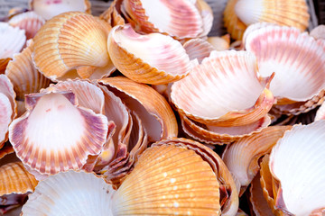 collection of different seashell background