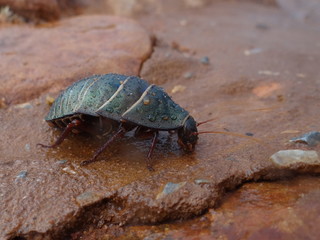 Green Cockroach after rain at Kings Canyon, Northern Territory Australia