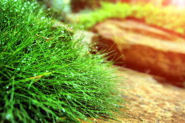 Beautiful view on cute backyard in sunny day, fresh green grass lawn in sunlight, landscaping in the garden