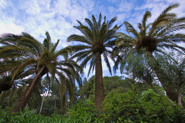 Fototapeta na wymiar Palm trees in Park Guell in Barcelona