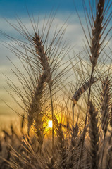 yellow rye field at sunset mature ears close-up on the background of setting sun