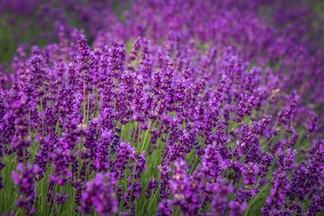 Naklejka premium Lavender field in Ostrow near Cracow, Malopolskie, Poland