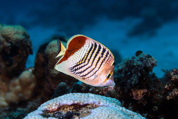 Fototapeta na wymiar Crown butterflyfish (Chaetodon paucifasciatus)