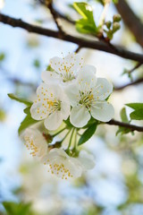 Kirschbaum Blüten