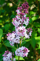 lilac flowers on blue sky background