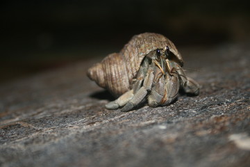 Hermit Crab