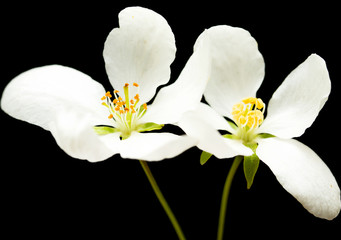 Fototapeta na wymiar white apple flower on a black background closeup