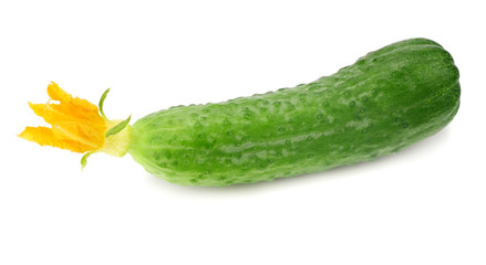 one fresh cucumbers isolated on white background