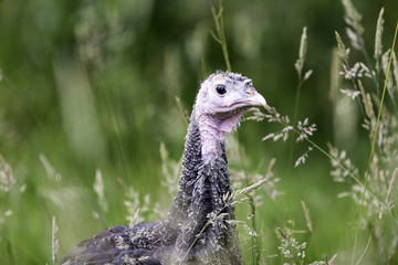 Junge Bronzepute auf gr&uuml;ner Wiese in Freilandhaltung
