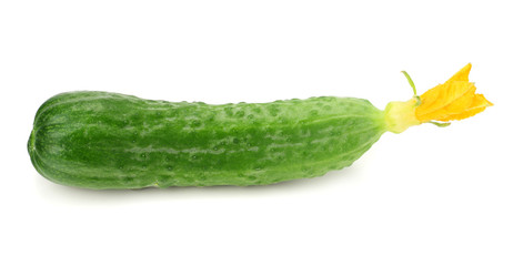 one fresh cucumbers isolated on white background