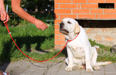 yellow labrador in the park