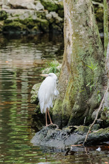 Rare White Colored Great Blue Heron