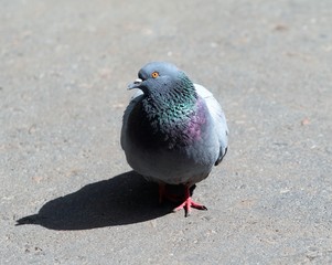 blue dove on the asphalt