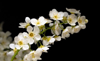 white cherry flowers on a black background