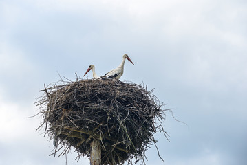 stork in the nest against the sky