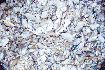 Big wooden basket filled with freshly caught fish