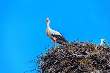 stork in the nest against the sky