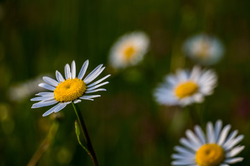 Obraz premium Blurred meadow flowers 
