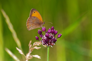 Pearly heath butterfly in its natural environment , Danubian wetland, Slovakia, Europe
