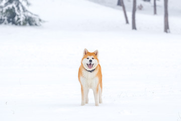 Portrait of beautiful japanese akita inu on snow in the park.